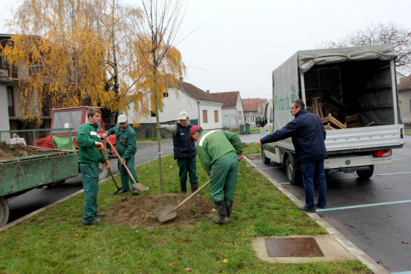 Prijavljena tri projekta za sadnju drvoreda na području grada Virovitice ukupne vrijednosti 151.230,00 kuna