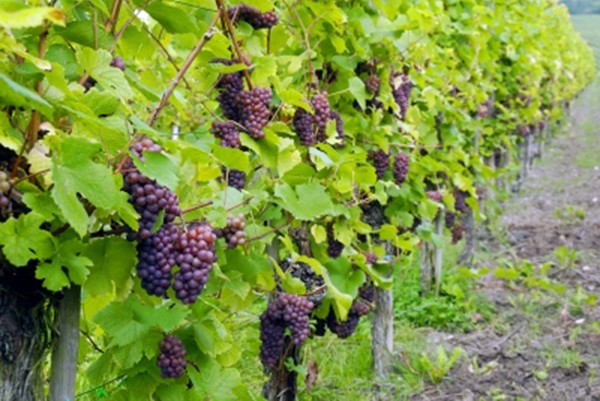 Objavljeni natječaji za mjere iz “Vinske omotnice”