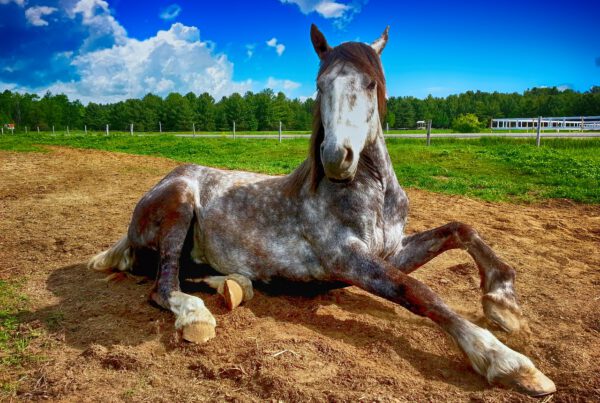 PROJEKT STORIE – PROČITAJTE DRUGI NEWSLETTER I PRVI LEAFLEAT