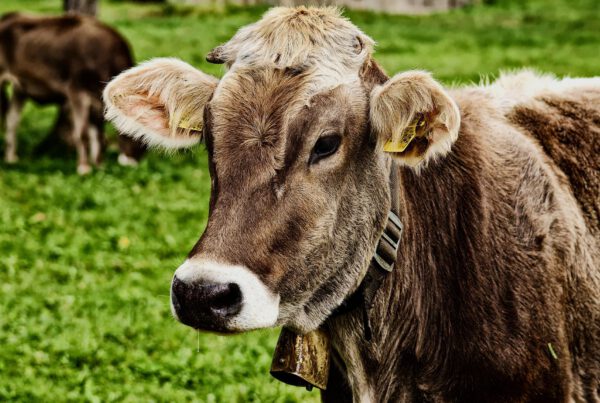 3 milijuna kuna za zbrinjavanje napuštenih, izgubljenih ili privremeno oduzetih domaćih životinja