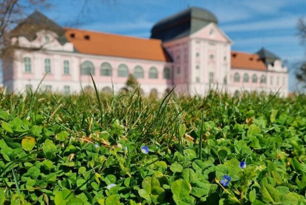 “Grad koji diše” – izvođač i nadzor uvedeni u posao; pogledajte koje će sve ulice krasiti nova stabla