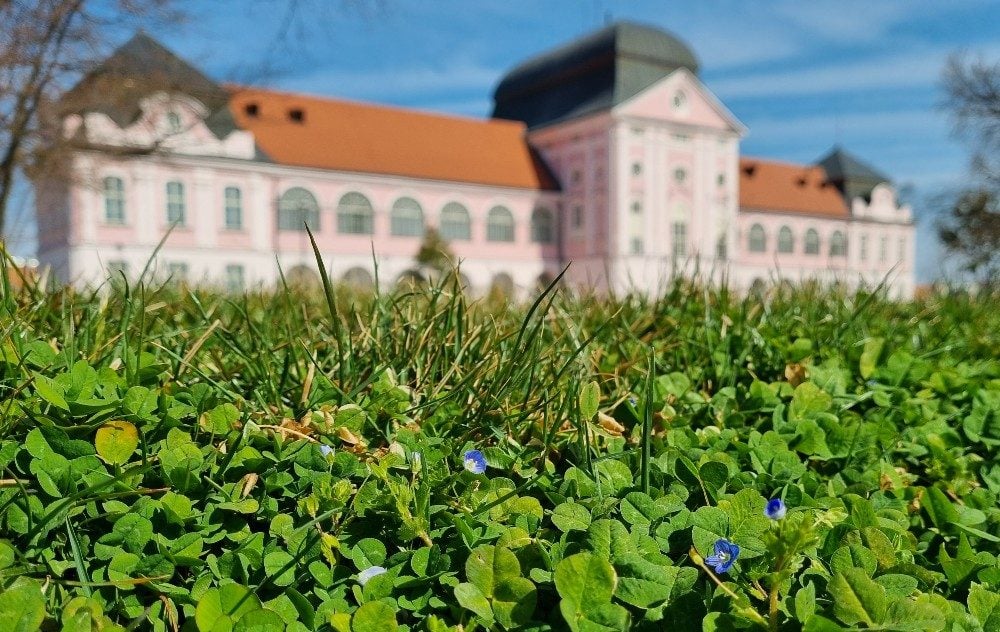 “Grad koji diše” – izvođač i nadzor uvedeni u posao; pogledajte koje će sve ulice krasiti nova stabla
