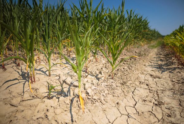 Obavijest poljoprivrednicima s područja grada Virovitice: Do 22. srpnja prijavite štetu nastalu zbog suše